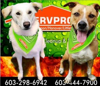 two dogs in front of SERVPRO logo
