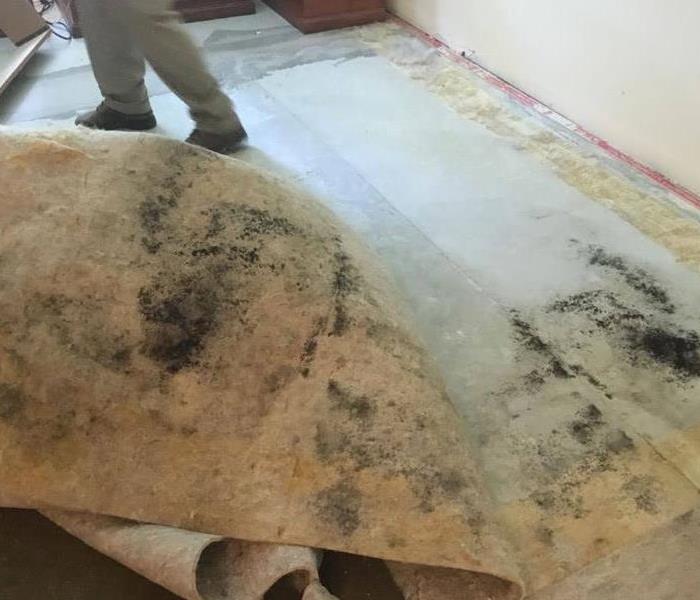 picture of mold on bottom of rug and floor